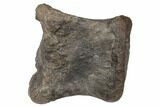 4.1" Hadrosaur (Hypacrosaur) Phalange with Metal Stand - Montana - #192746-4